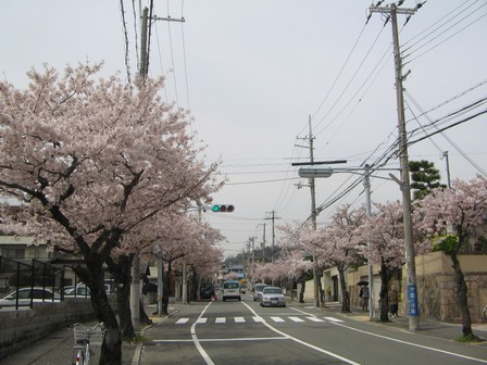 山麓線の街路樹