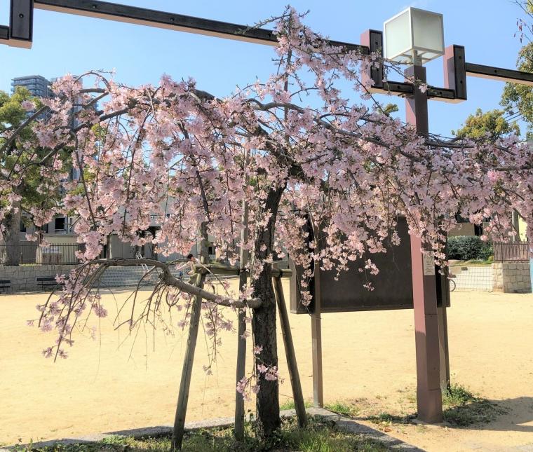 daikoku