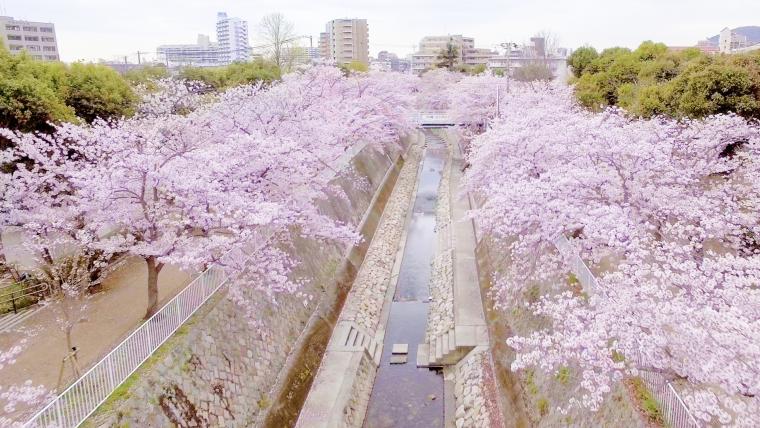 sakura