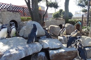 ペンギン館