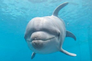 thum_marinemammals_049