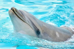 thum_marinemammals_053