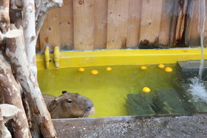 thum_capybara_010