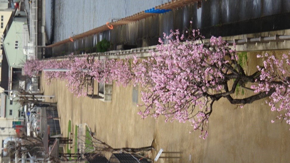 アーモンド③
