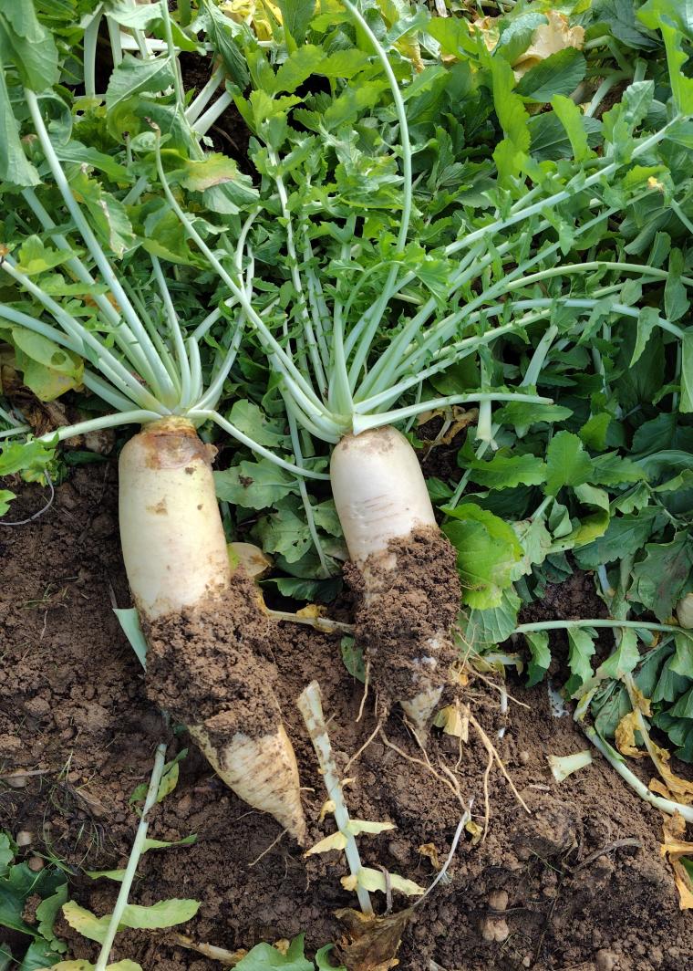 daikon2