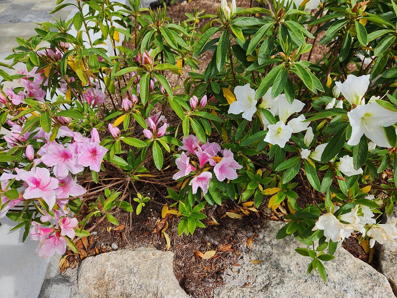 中畑山南公園5