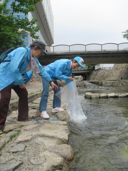 鮎を放流している様子②