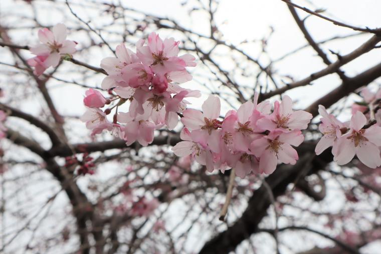 滝桜写真