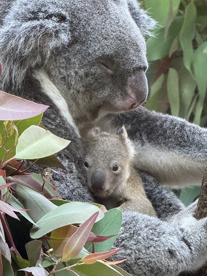 koala