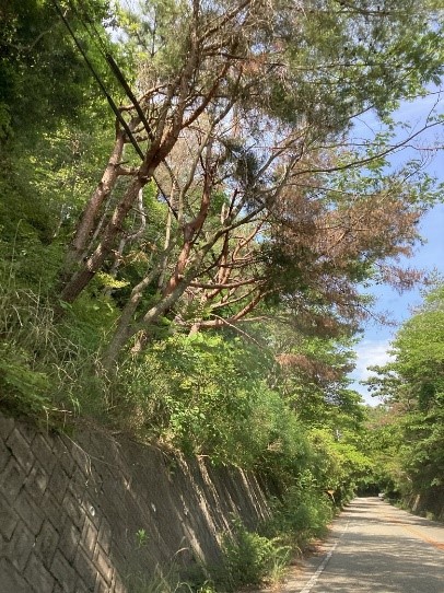 道路に面して枯れている樹木