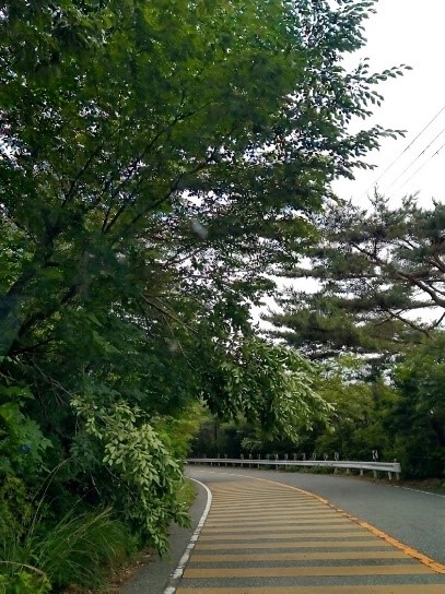 枝が道路に伸びている樹木