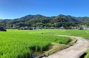 太陽と緑の道