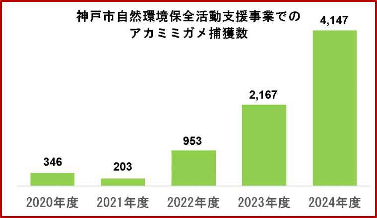 補助事業のアカミミガメ捕獲数：2021年度203匹、2022年度953匹、2023年度2,167匹、2024年度4,147匹