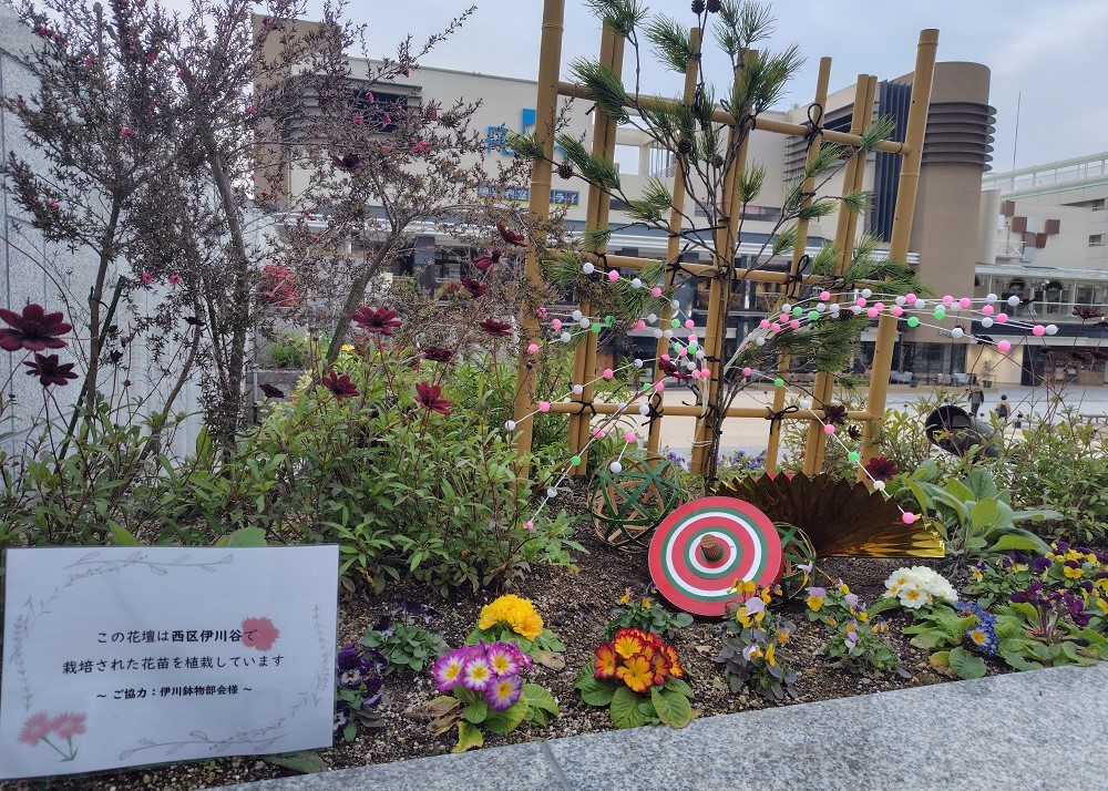 新春の彩りに包まれた花壇