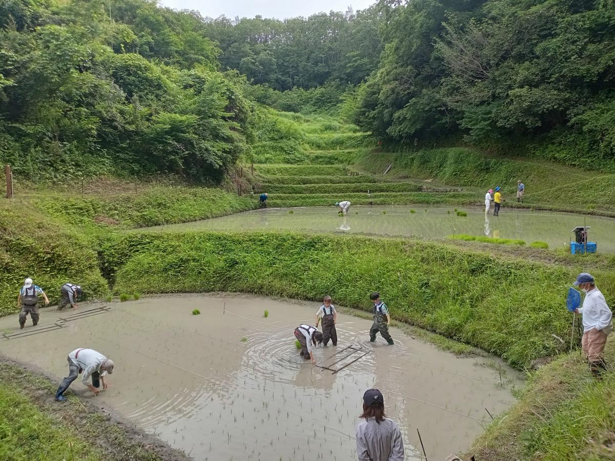 田植えをしている写真