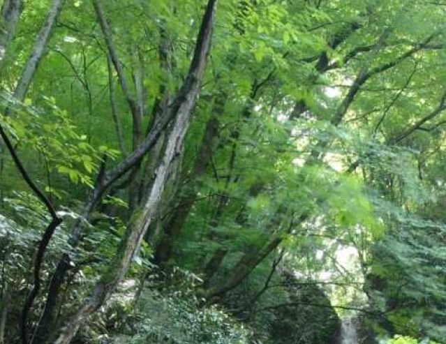 森林・里山イメージ