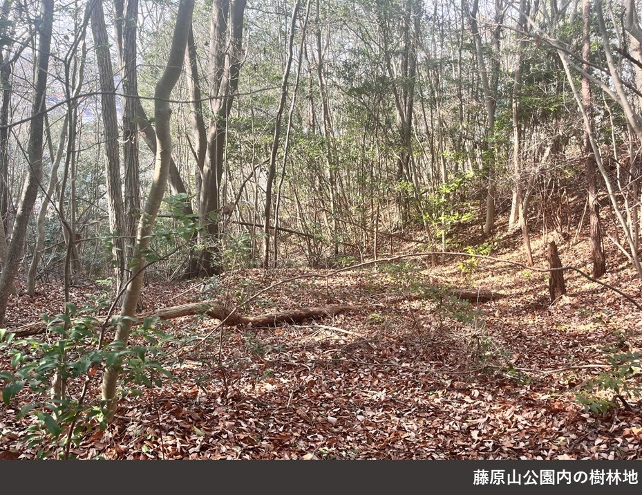 藤原山公園