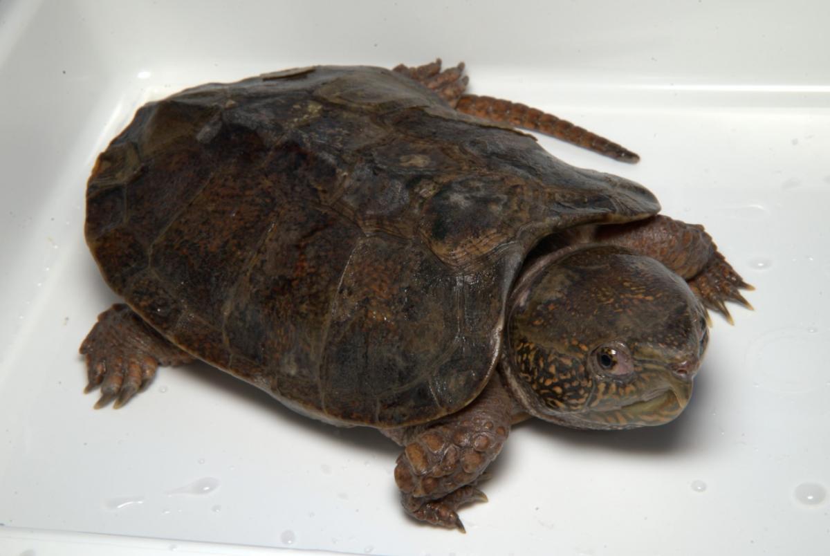 オオアタマガメ