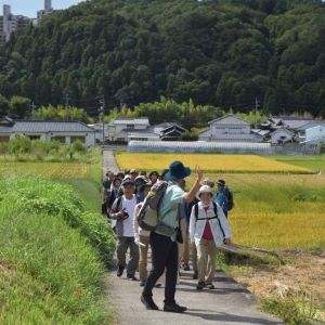 太陽と緑の道ハイキング