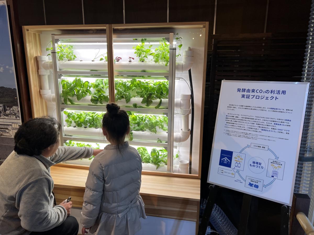 清酒製造で発生するCO2を活用したハーブ栽培