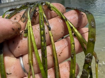兵庫運河の自然を再生するプロジェクト
