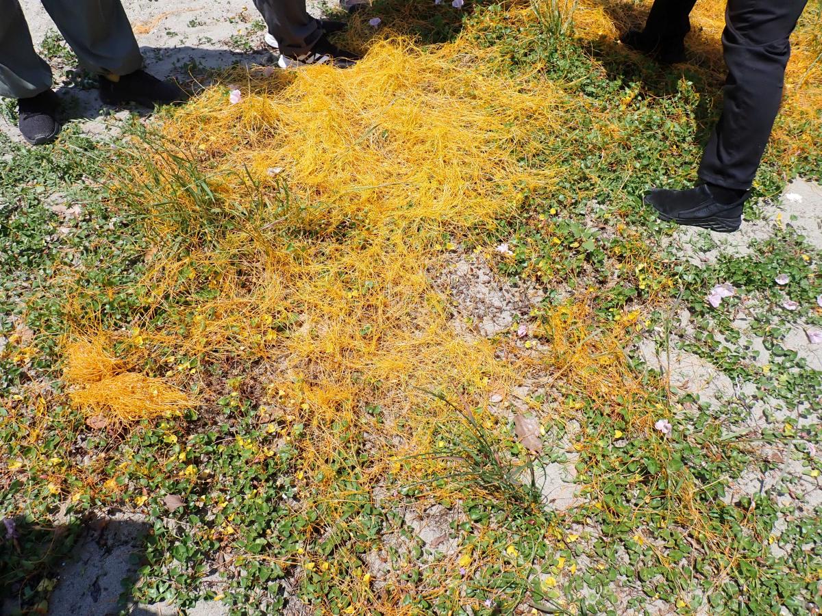 アメリカネナシカズラ