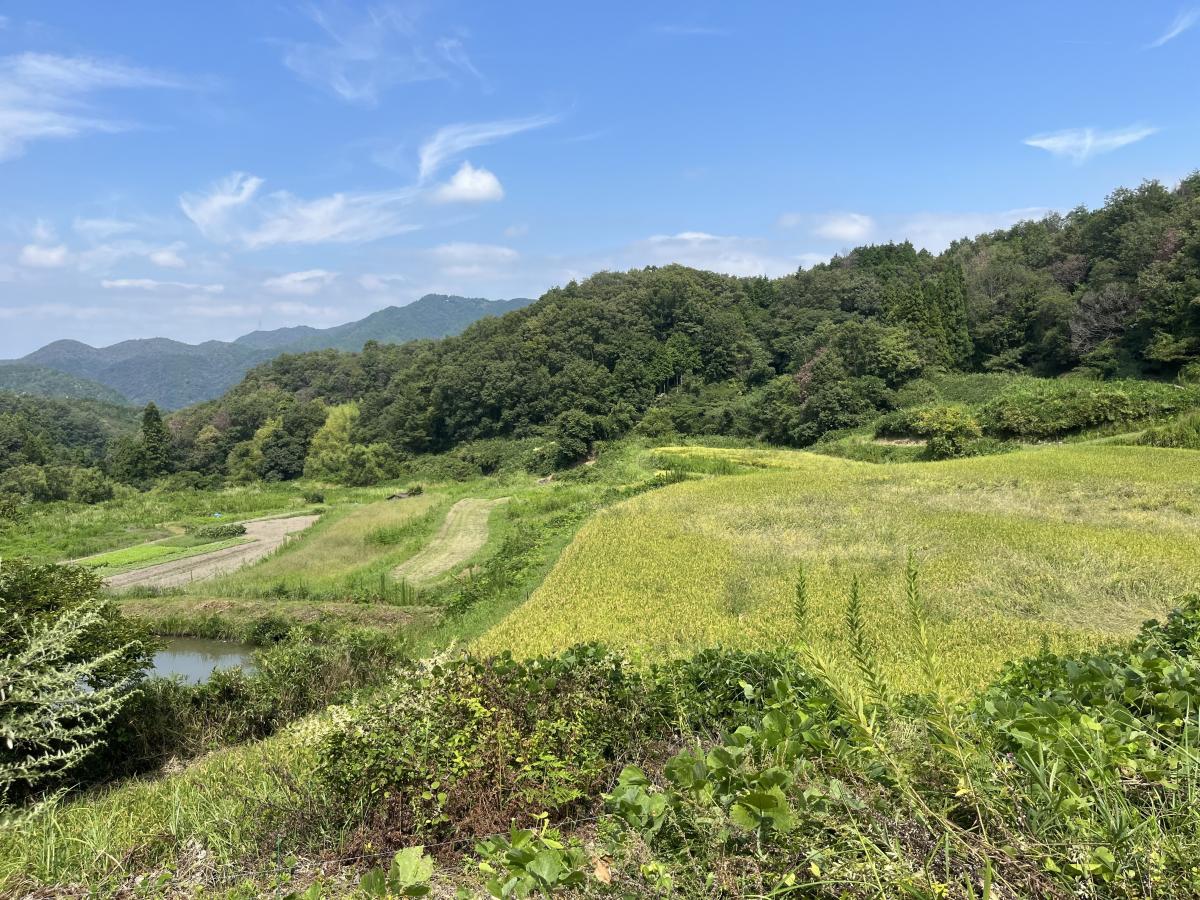 多須呂畑