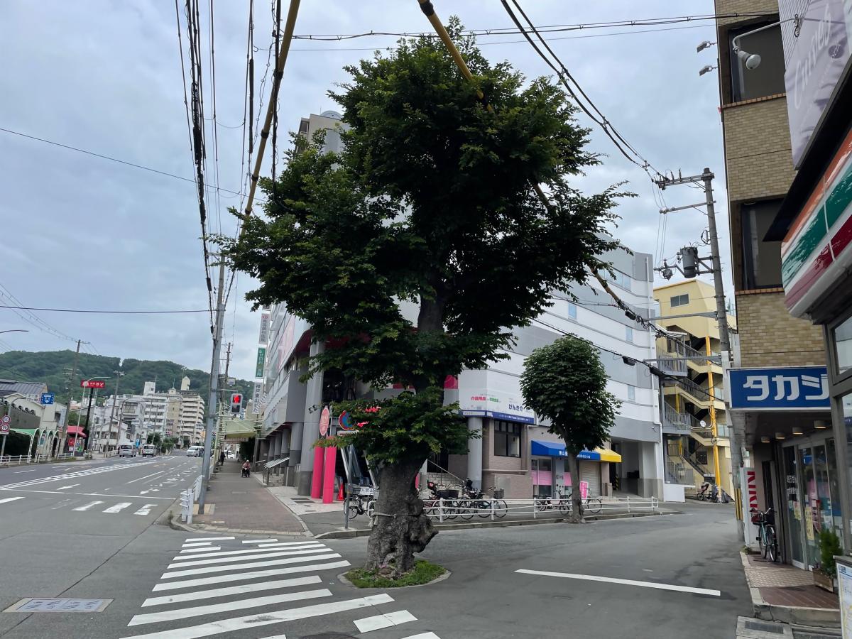 エノキ