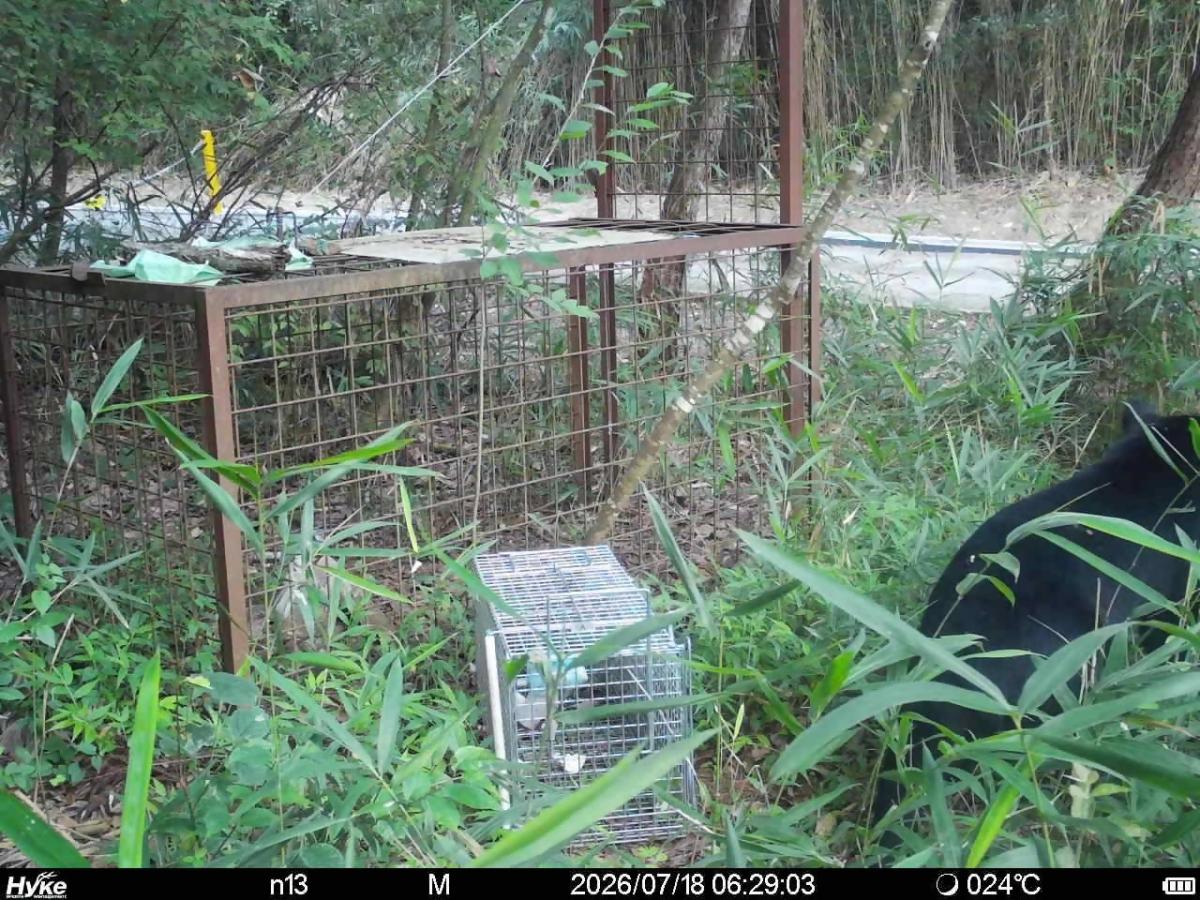 今回撮影されたクマの写真