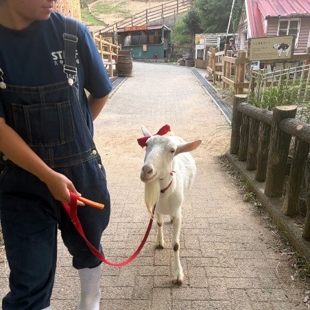 ヤギ