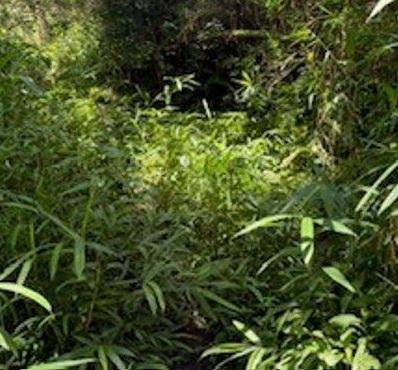 ササで歩きにくい登山道